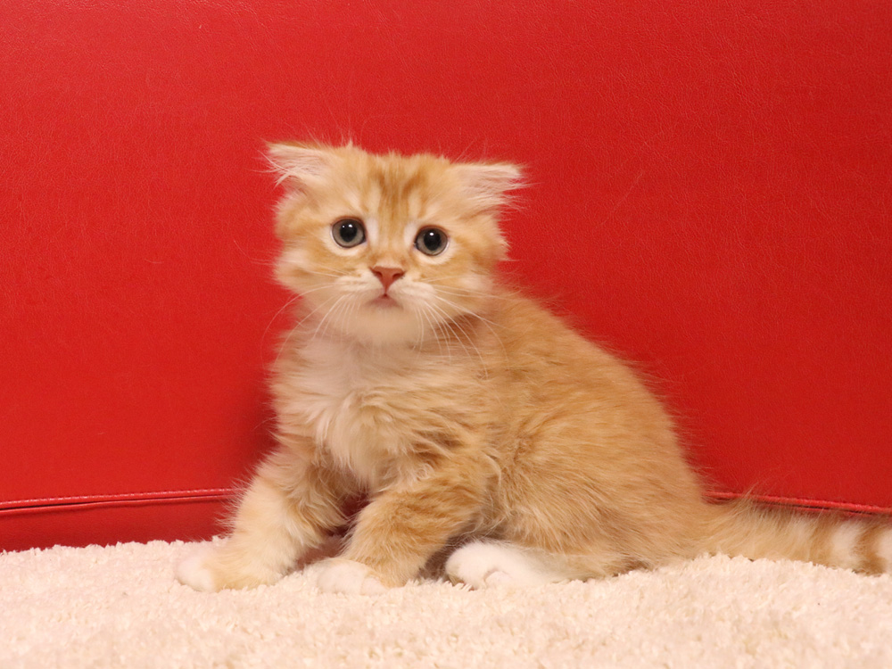 スコティッシュフォールドの子猫画像