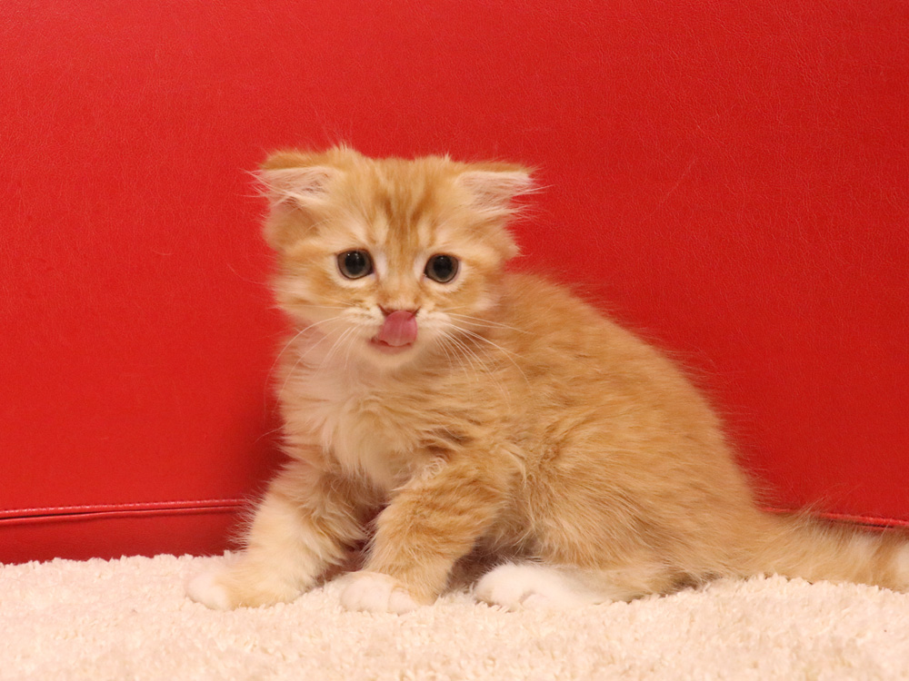 スコティッシュフォールドの子猫画像