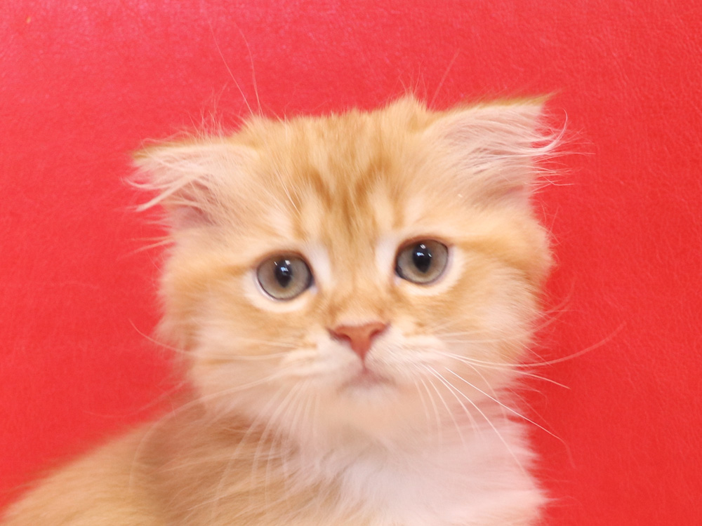 スコティッシュフォールドの子猫画像