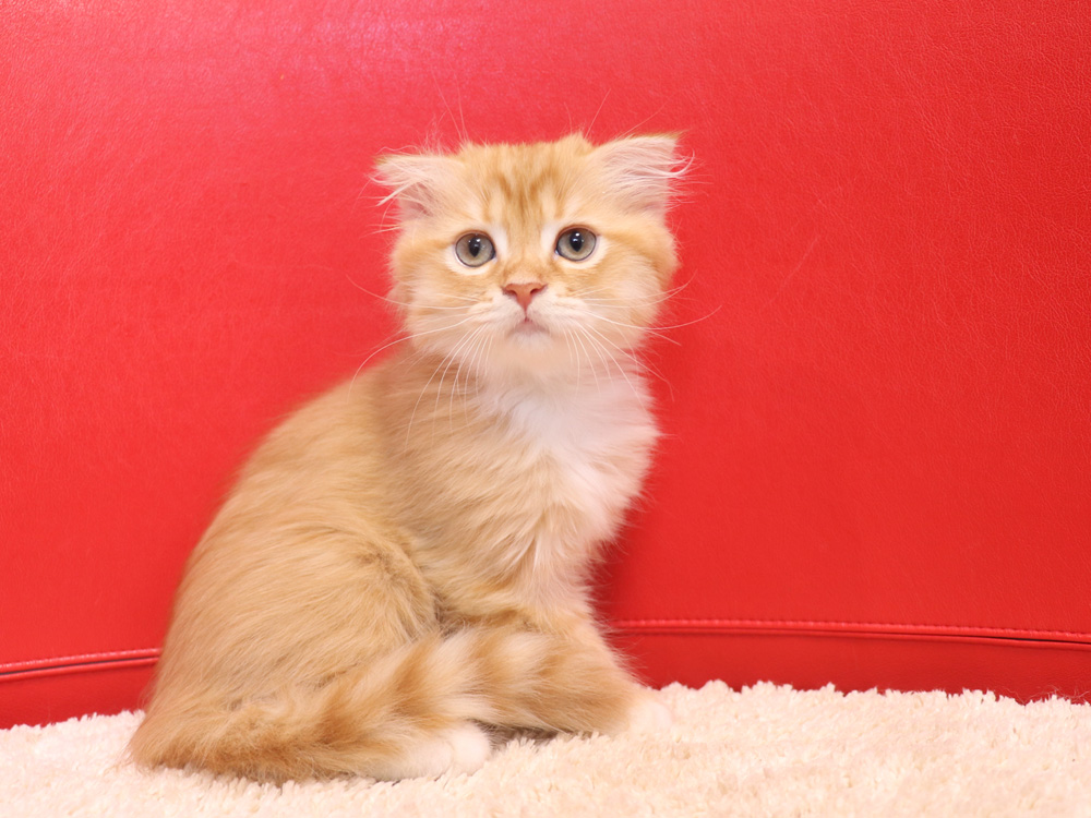 スコティッシュフォールドの子猫画像