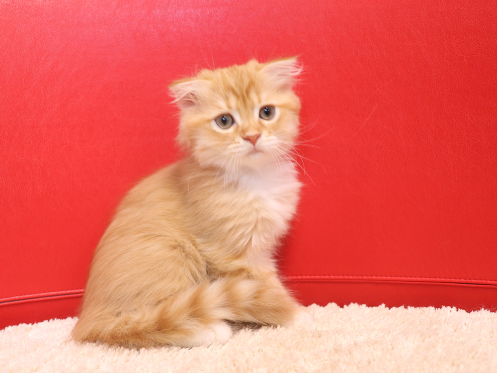 スコティッシュフォールドの子猫画像
