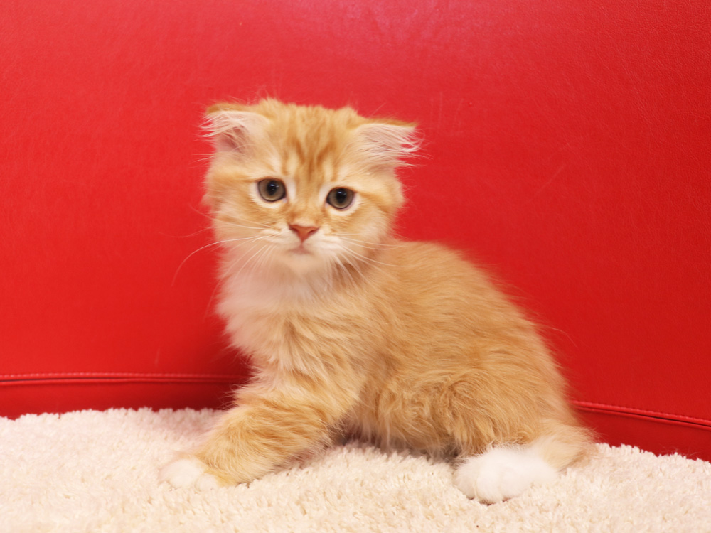 スコティッシュフォールドの子猫画像
