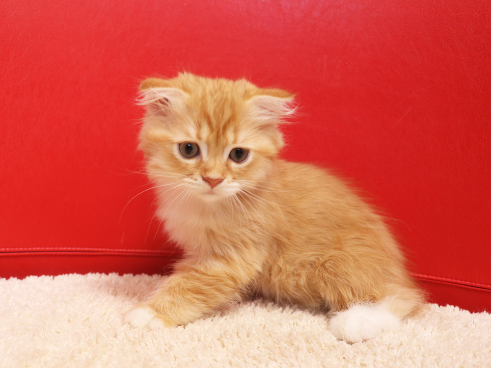 スコティッシュフォールドの子猫画像