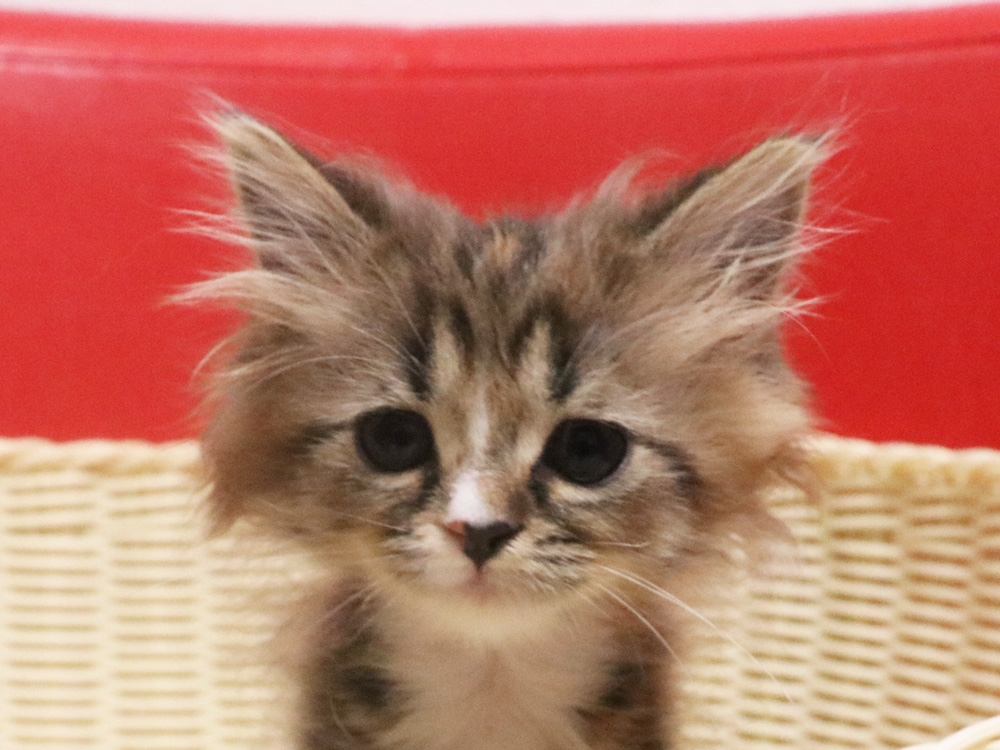 スコティッシュフォールドの子猫画像