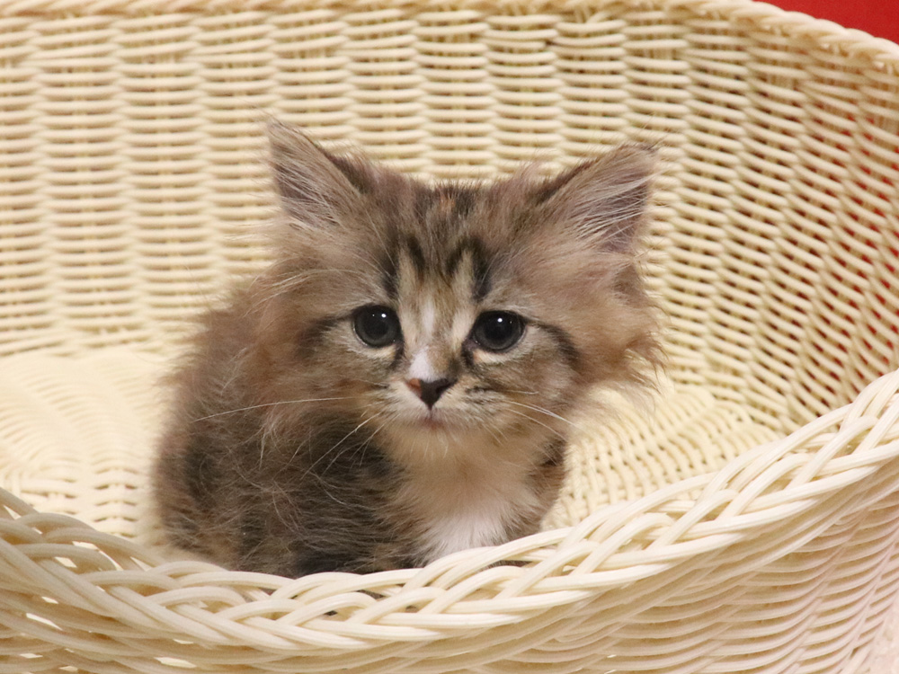 スコティッシュフォールドの子猫画像