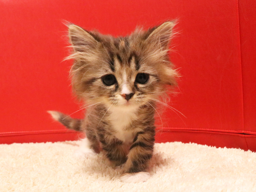 スコティッシュフォールドの子猫画像