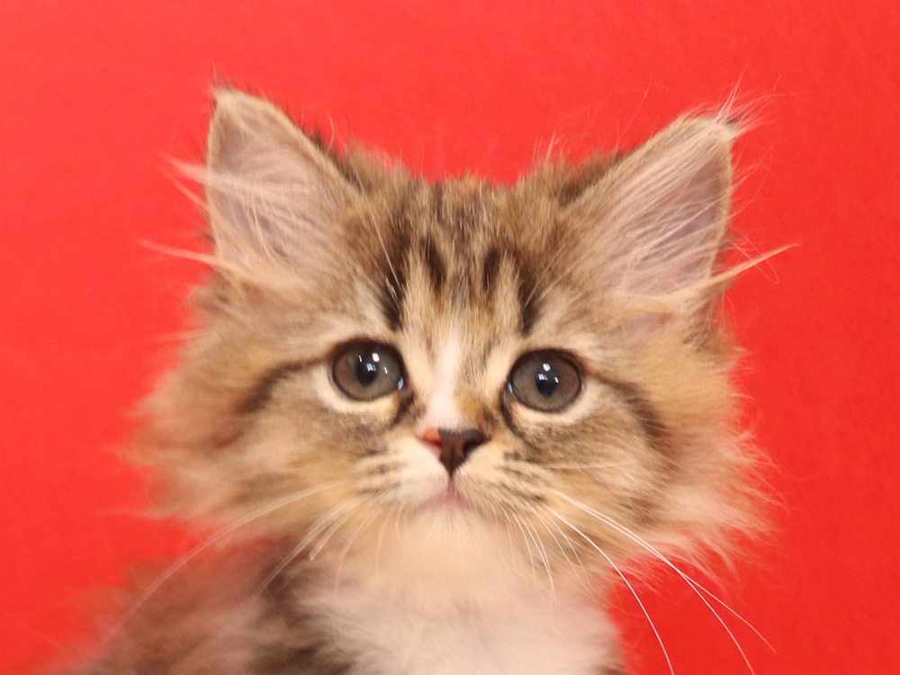 スコティッシュフォールドの子猫画像