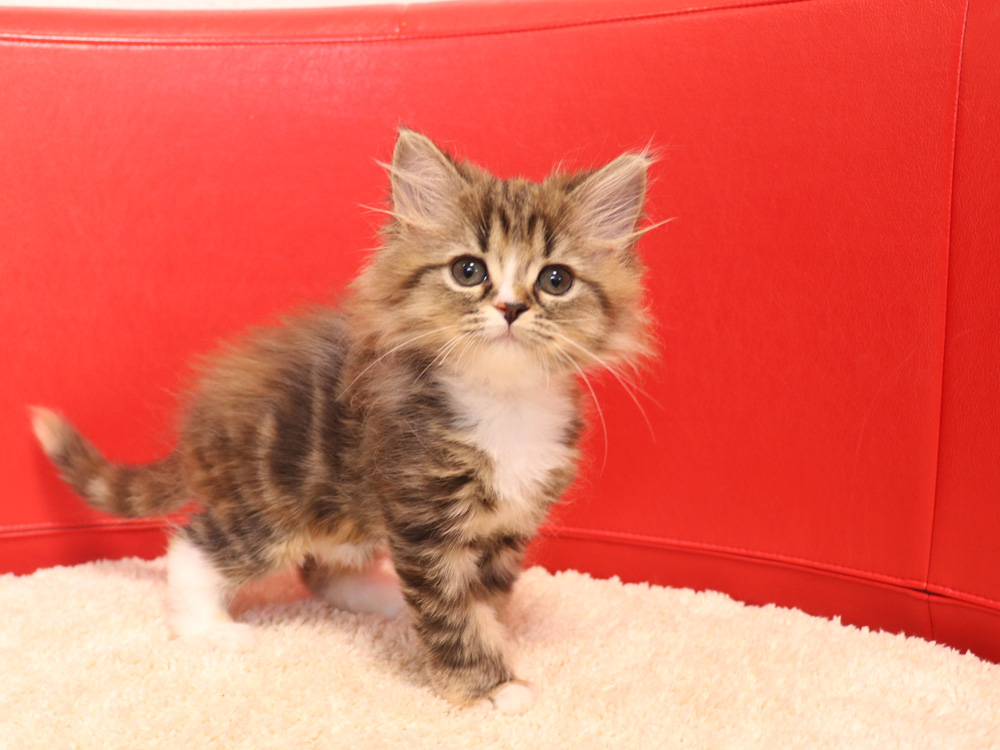 スコティッシュフォールドの子猫画像