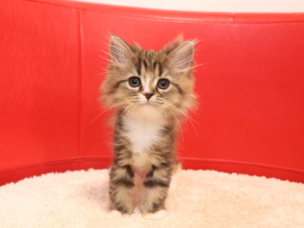 スコティッシュフォールドの子猫画像