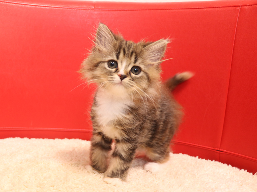 スコティッシュフォールドの子猫画像