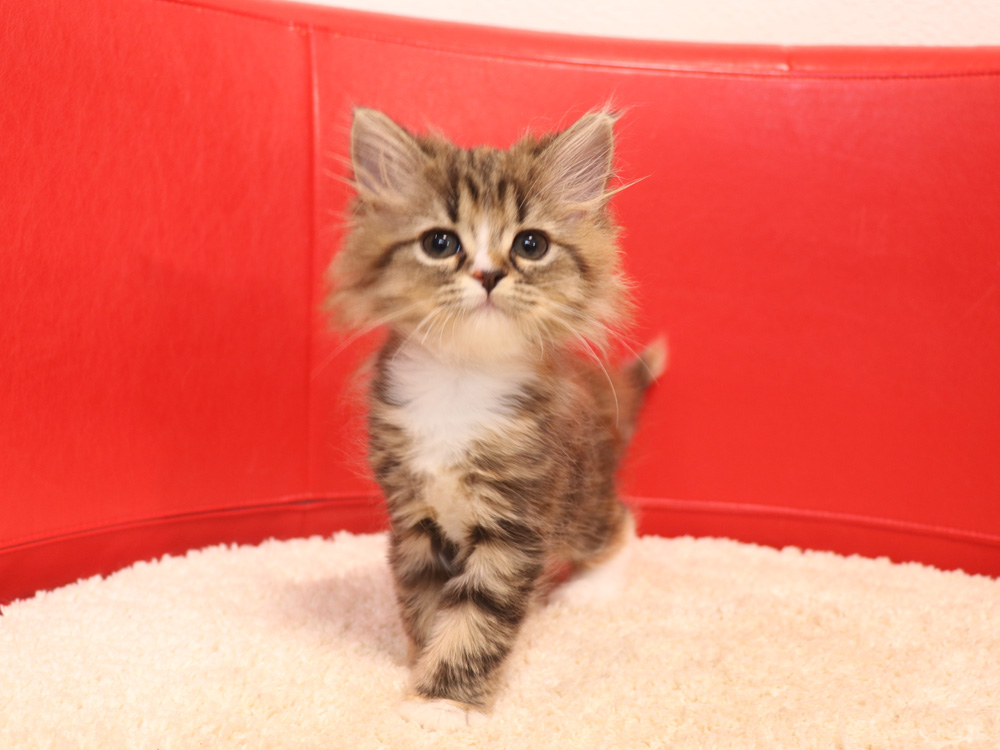 スコティッシュフォールドの子猫画像