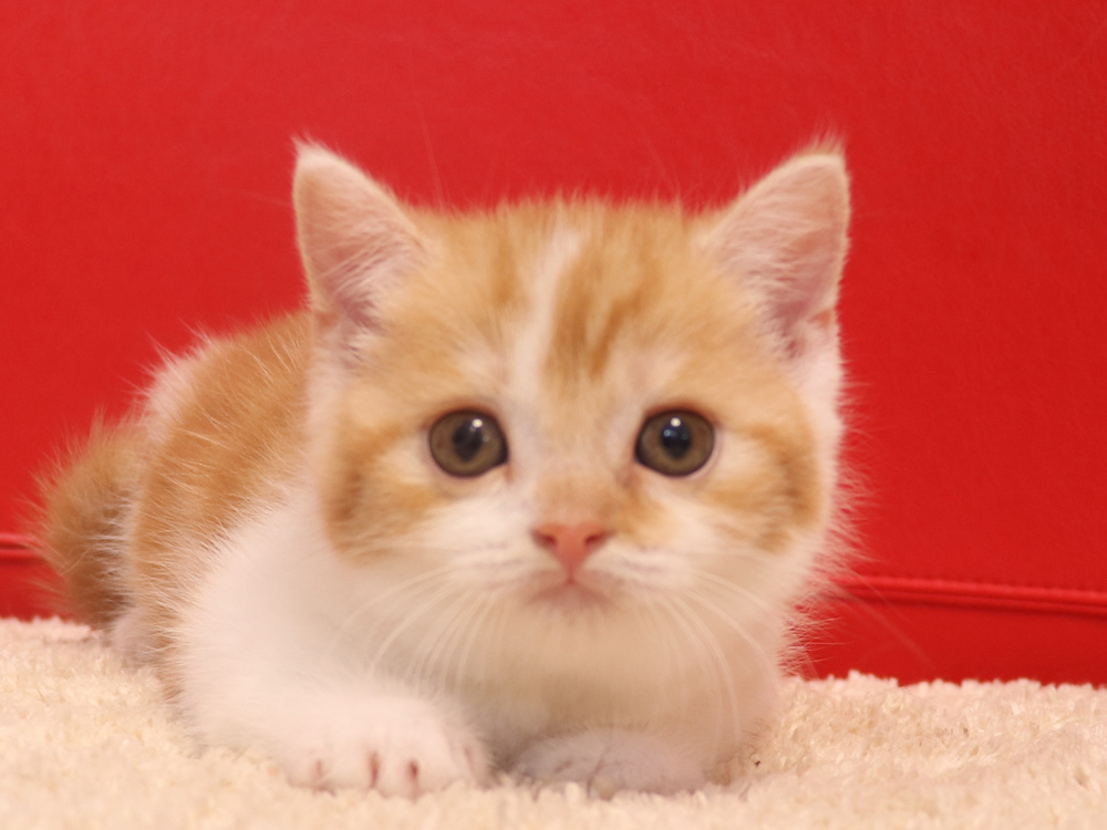 スコティッシュフォールドの子猫画像