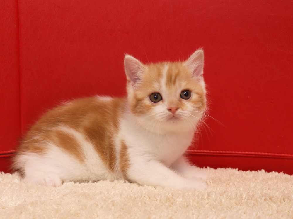 スコティッシュフォールドの子猫画像