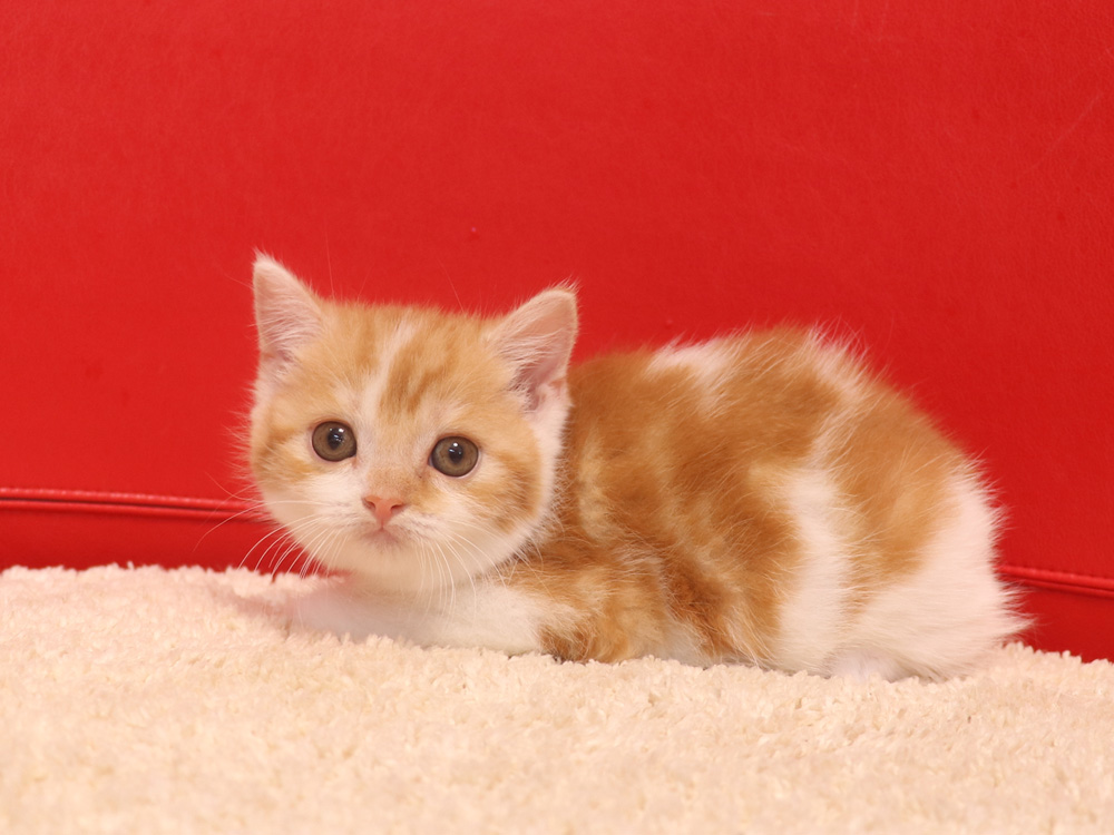 スコティッシュフォールドの子猫画像