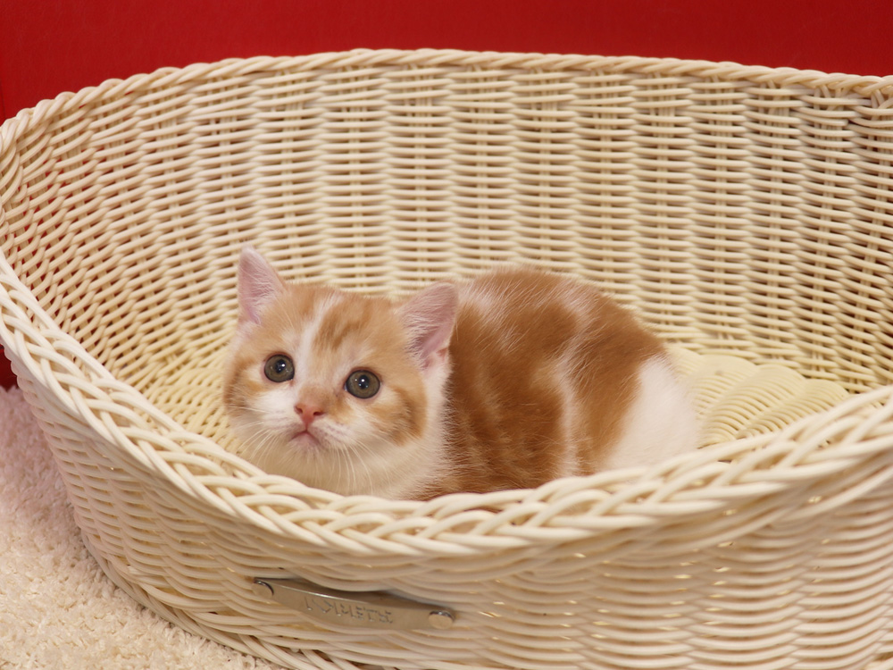 スコティッシュフォールドの子猫画像