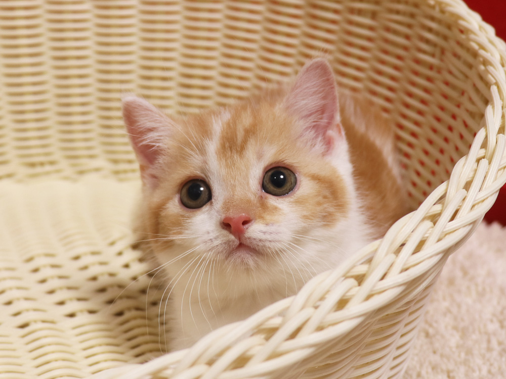 スコティッシュフォールドの子猫画像