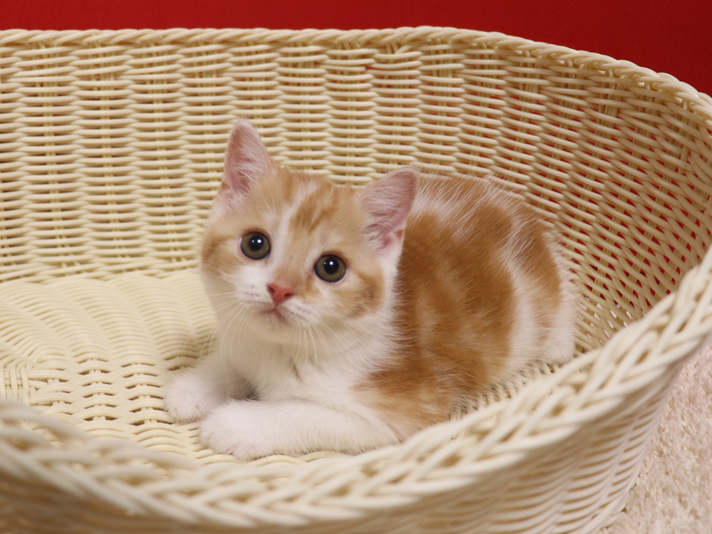 スコティッシュフォールドの子猫画像