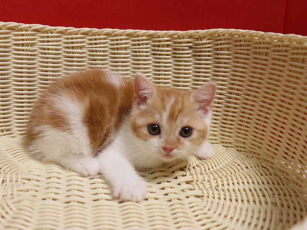 スコティッシュフォールドの子猫画像