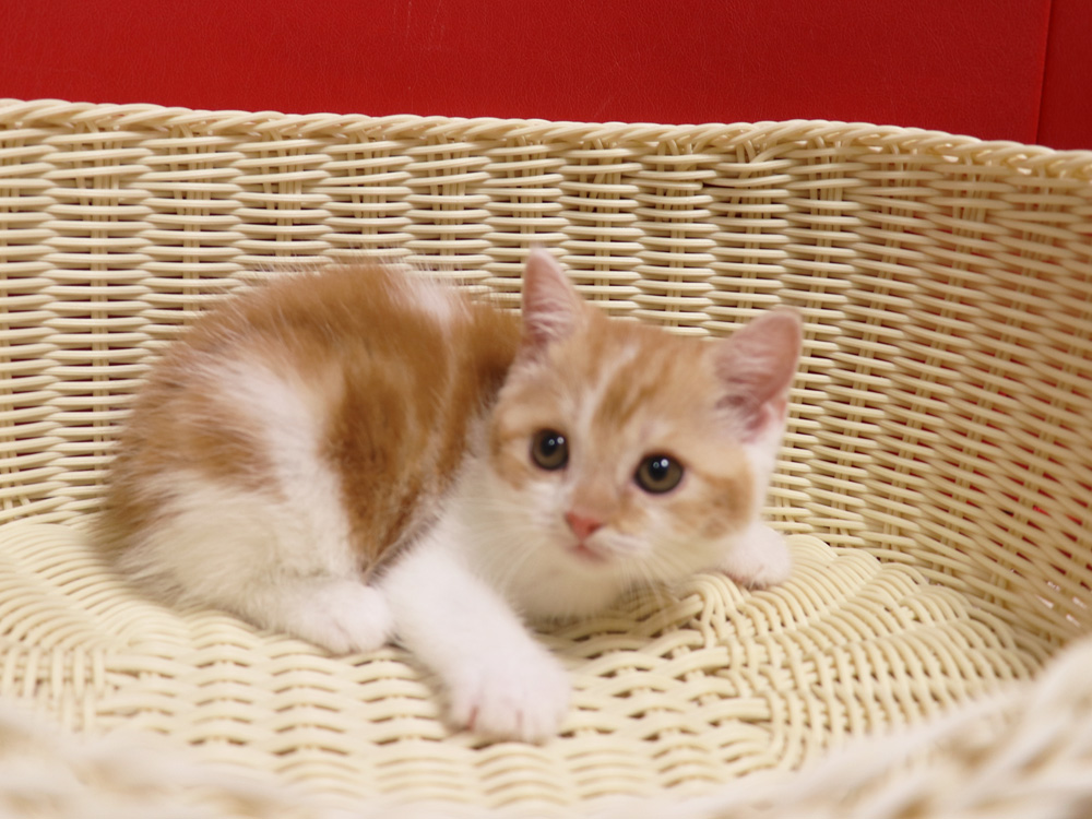スコティッシュフォールドの子猫画像