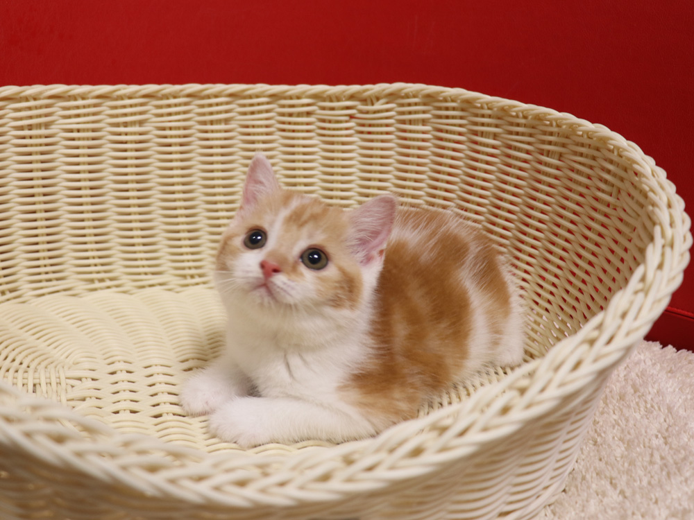 スコティッシュフォールドの子猫画像