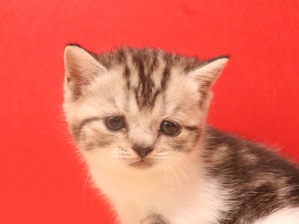 スコティッシュフォールドの子猫画像