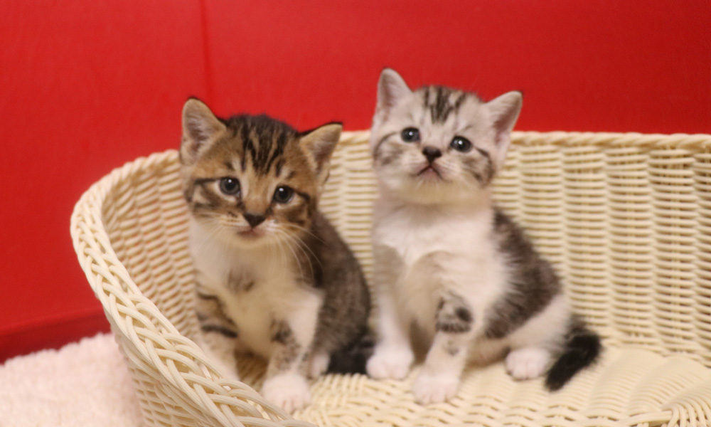 スコティッシュフォールドの子猫画像