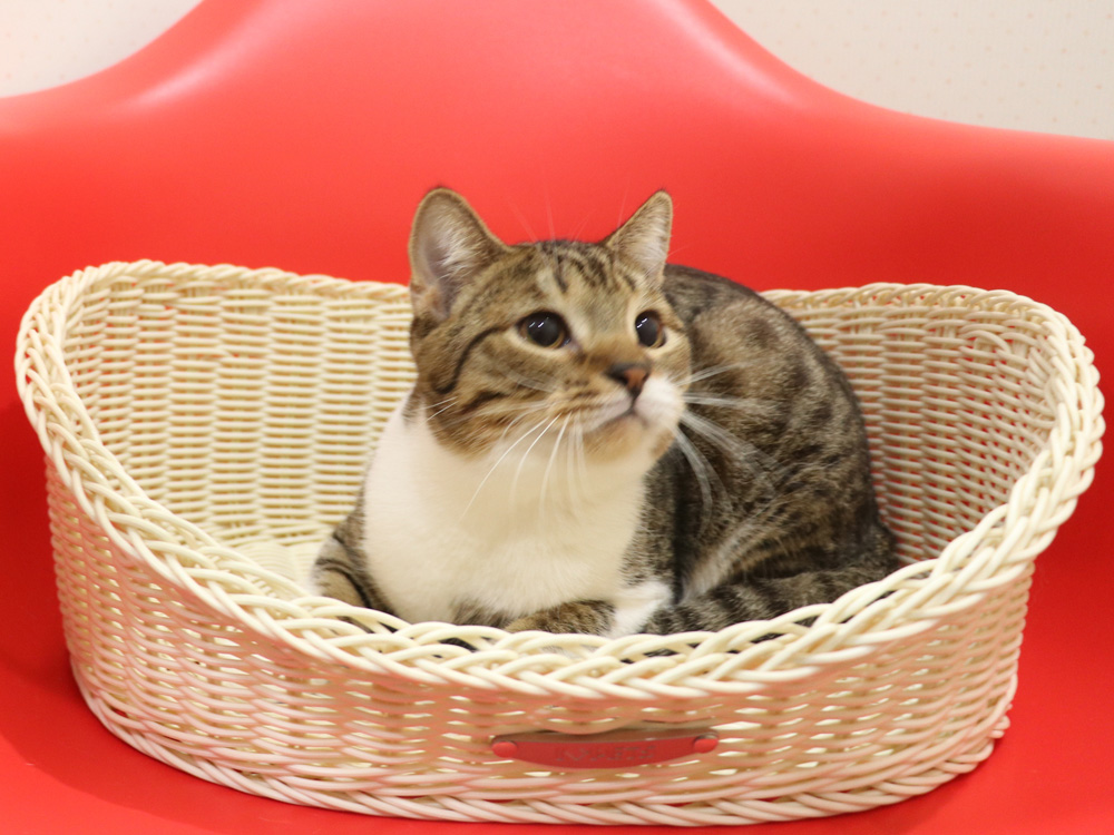 スコティッシュフォールドの子猫画像