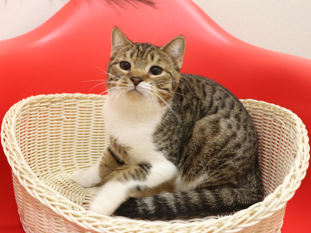 スコティッシュフォールドの子猫画像