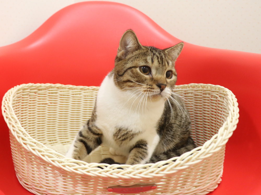 スコティッシュフォールドの子猫画像