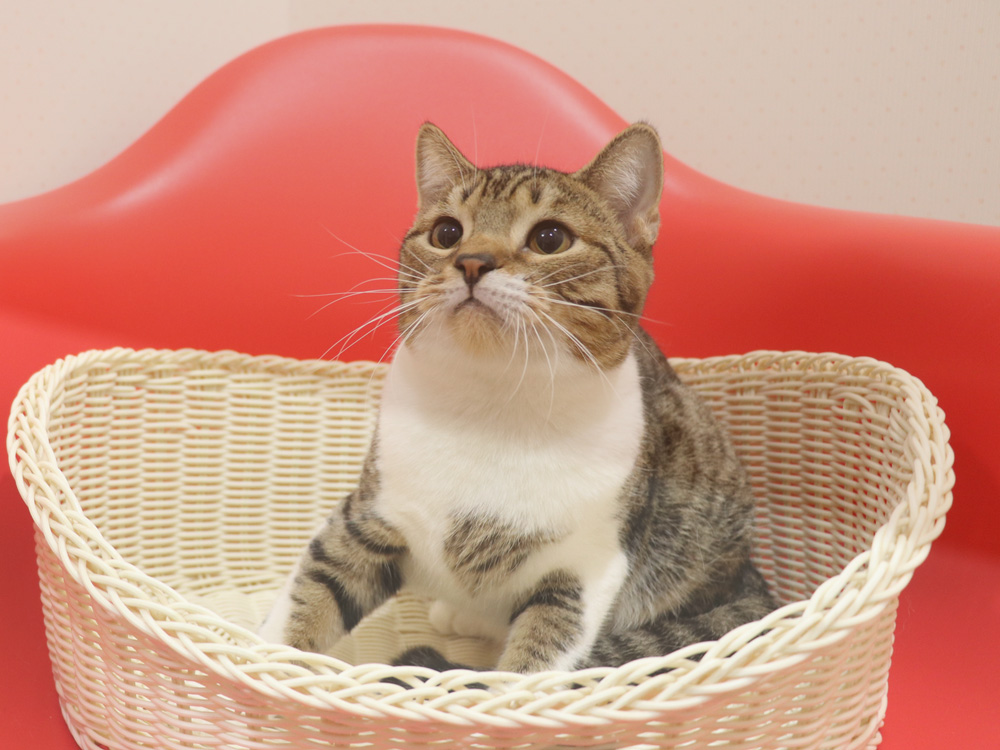 スコティッシュフォールドの子猫画像