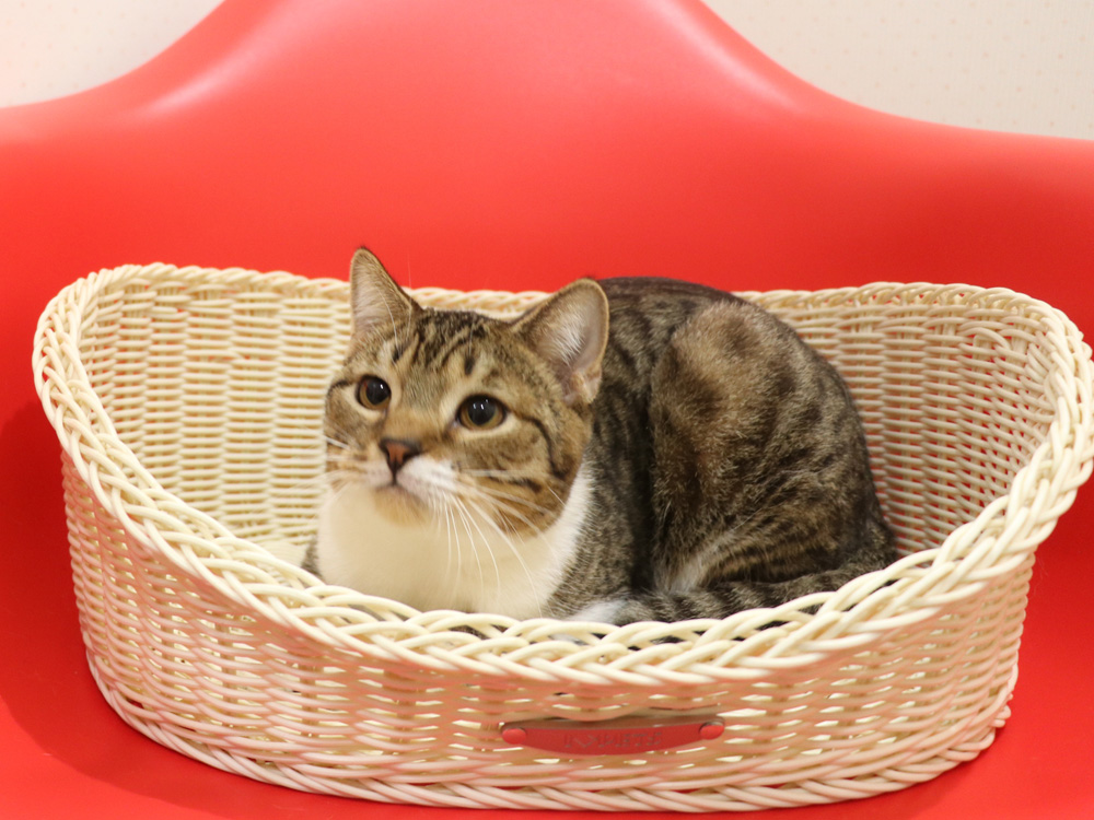 スコティッシュフォールドの子猫画像