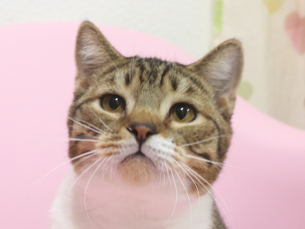 スコティッシュフォールドの子猫画像