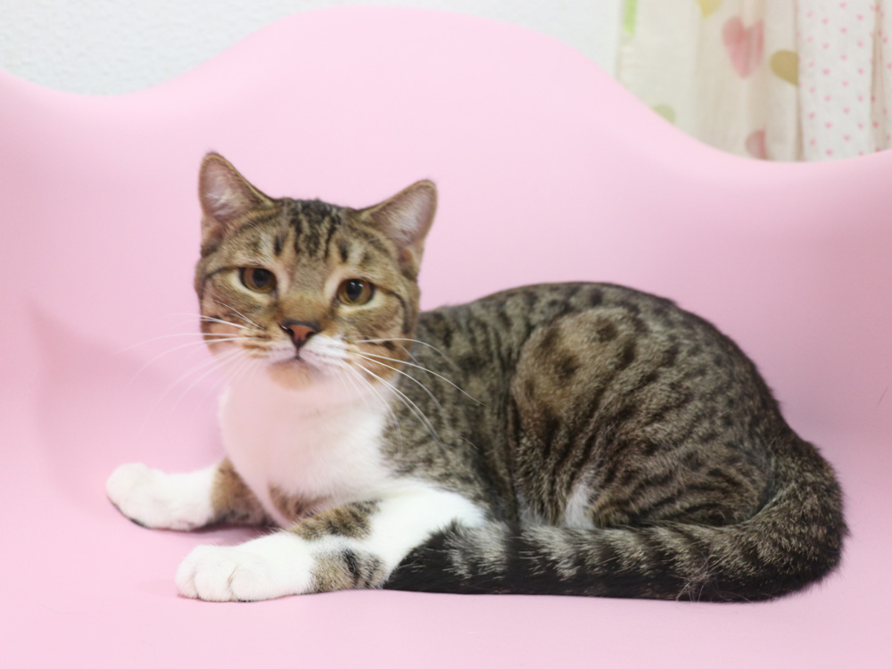 スコティッシュフォールドの子猫画像