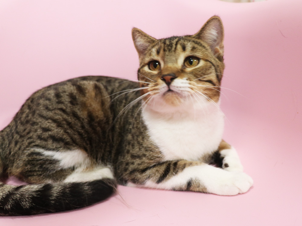 スコティッシュフォールドの子猫画像