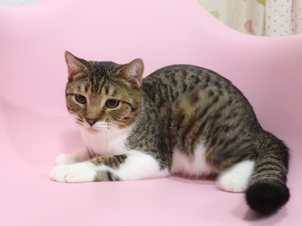 スコティッシュフォールドの子猫画像