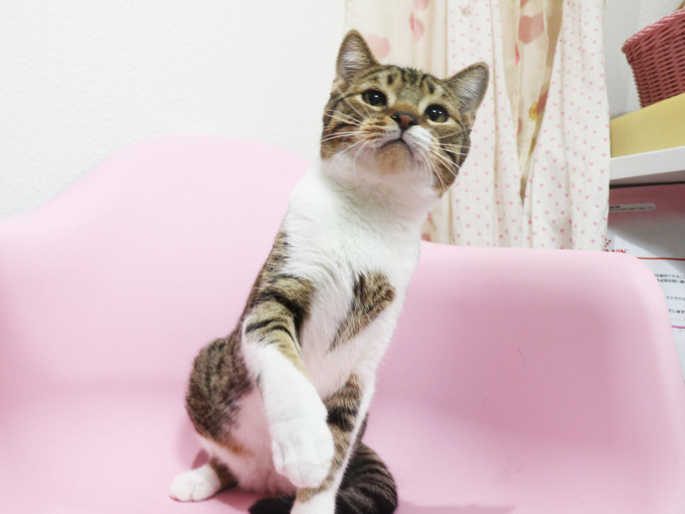 スコティッシュフォールドの子猫画像