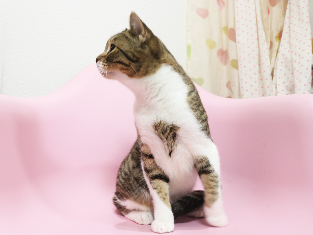 スコティッシュフォールドの子猫画像