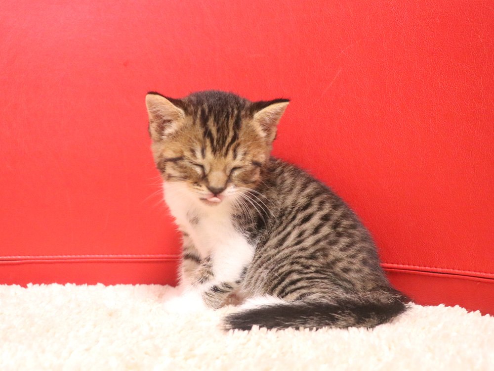 スコティッシュフォールドの子猫画像