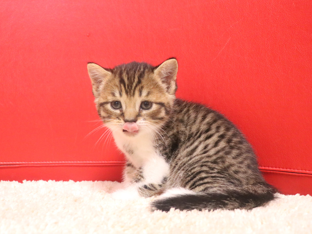 スコティッシュフォールドの子猫画像