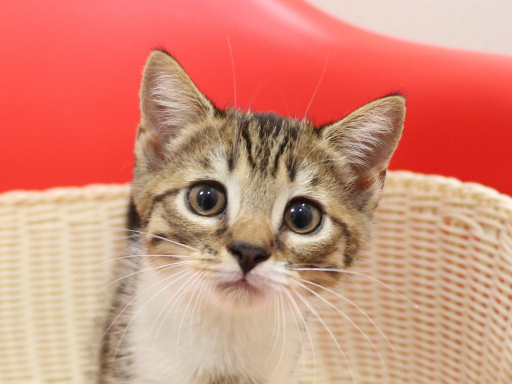 スコティッシュフォールドの子猫画像