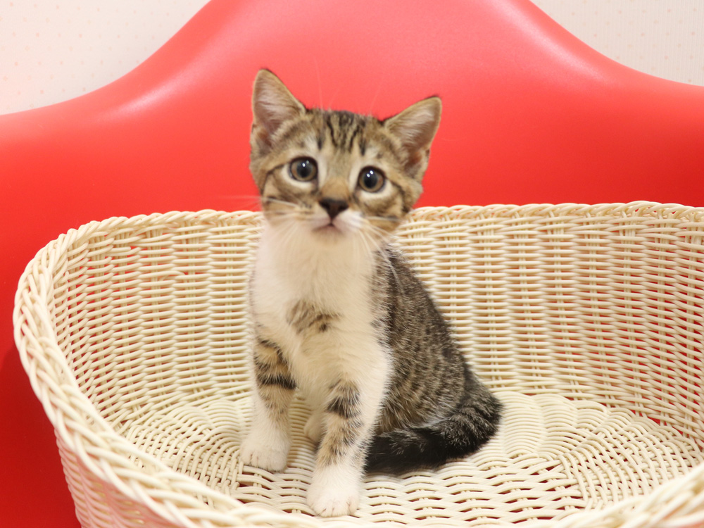 スコティッシュフォールドの子猫画像