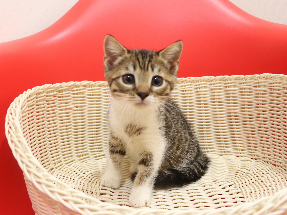 スコティッシュフォールドの子猫画像