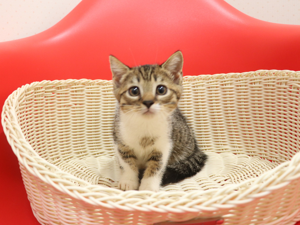 スコティッシュフォールドの子猫画像