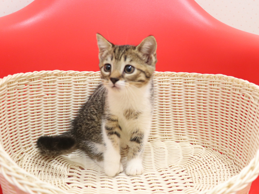スコティッシュフォールドの子猫画像