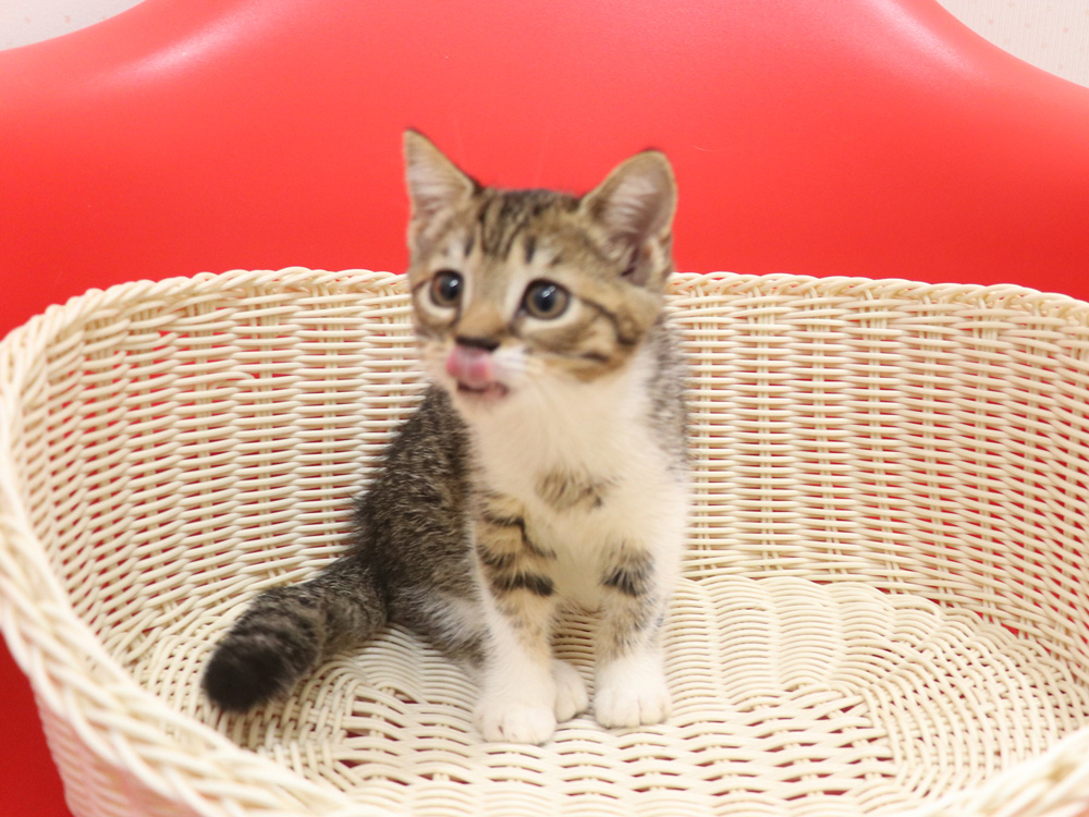 スコティッシュフォールドの子猫画像