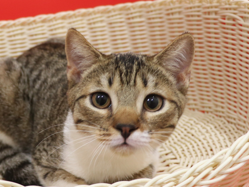 スコティッシュフォールドの子猫画像