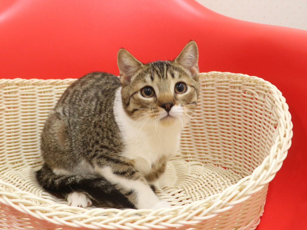 スコティッシュフォールドの子猫画像