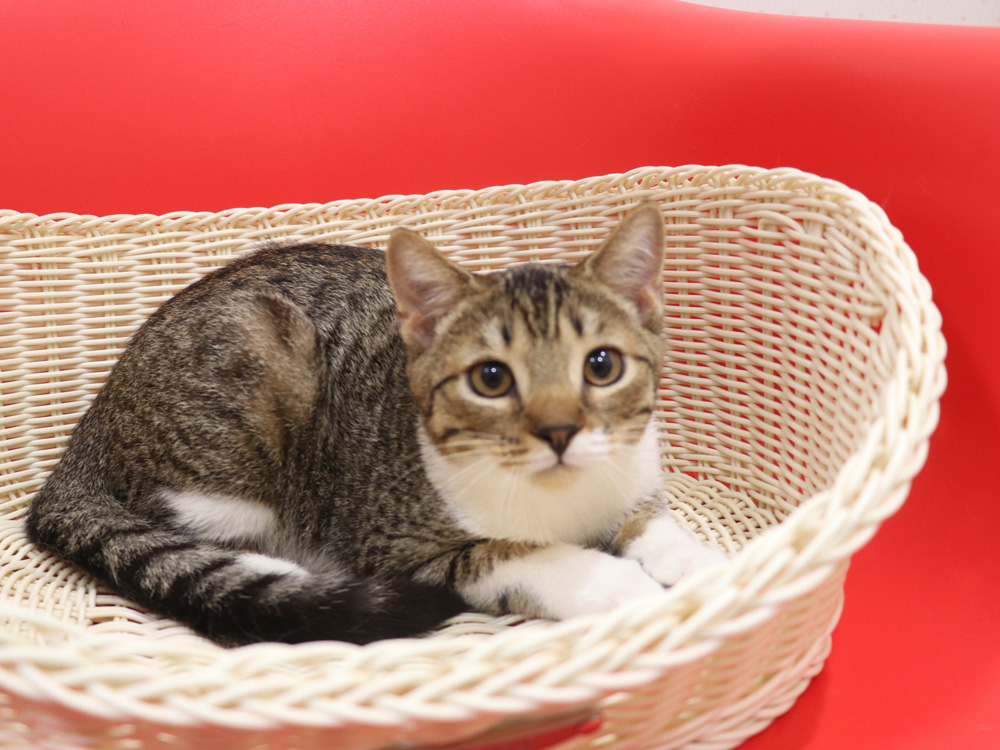 スコティッシュフォールドの子猫画像