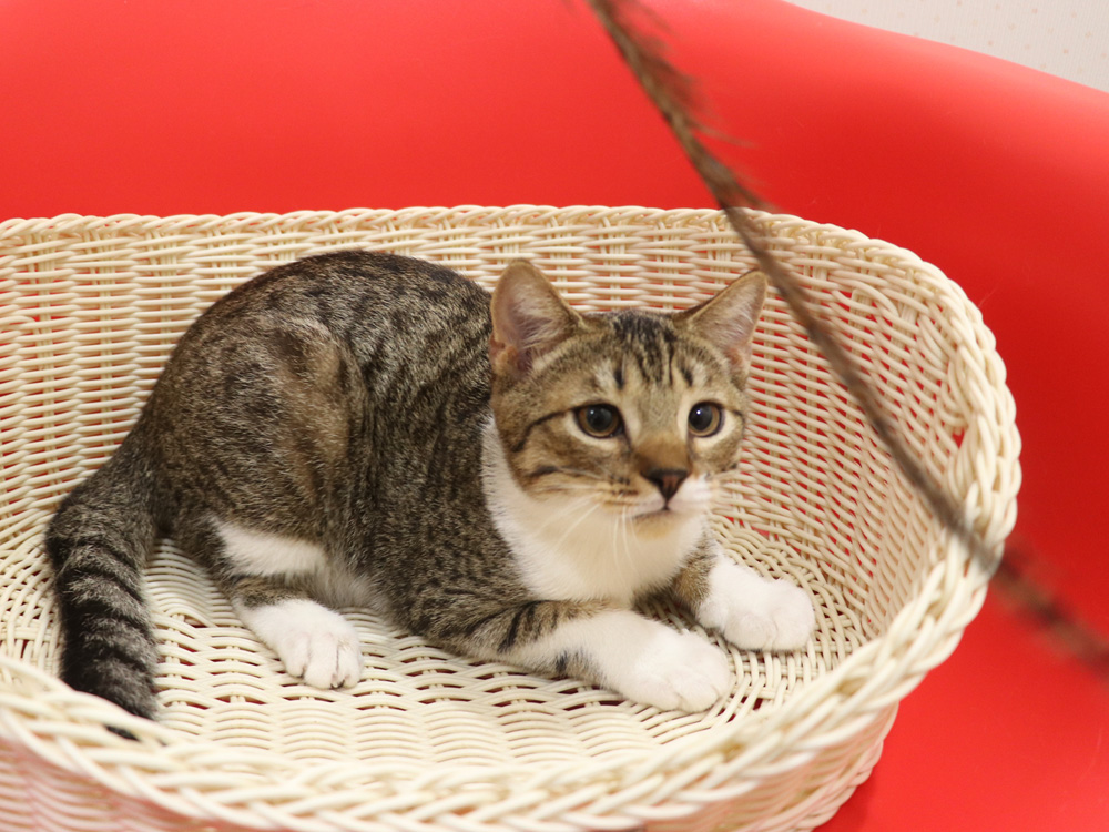スコティッシュフォールドの子猫画像