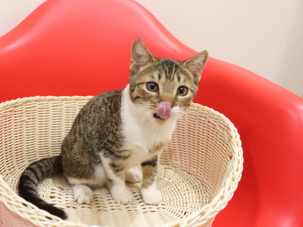 スコティッシュフォールドの子猫画像